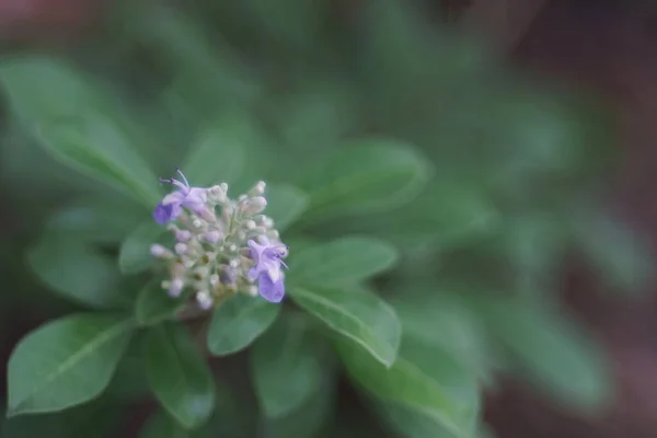 Vitex Trifolia Small Violet Flowers Blossom Nature — ストック写真