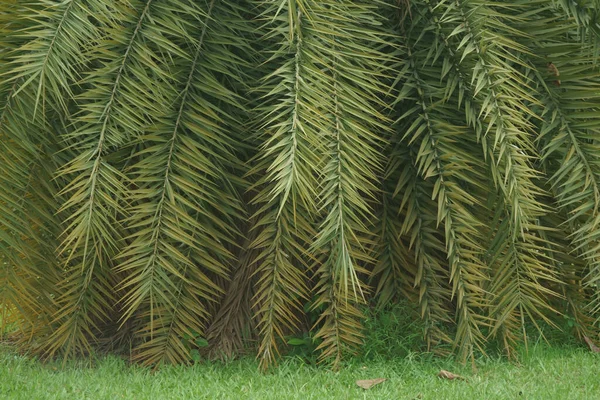 Chrysalidocarpus Lucubensis Tree Plant Nature — Foto de Stock