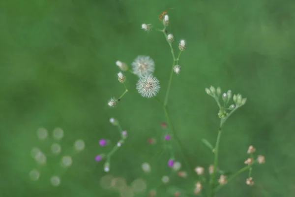 Glass Flower Blossom Green Season — 图库照片