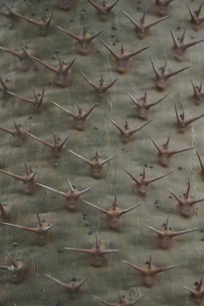 Cactus Thorn Background Nature Plant — Stok fotoğraf