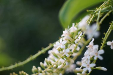 Globba fragilis S.N. Lim , White flowers and good smell in nature.