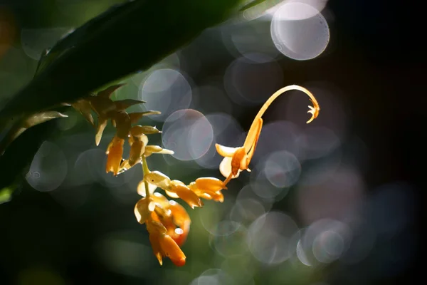 Globba Winitii Beautiful Yellow Flowers Nature — Zdjęcie stockowe