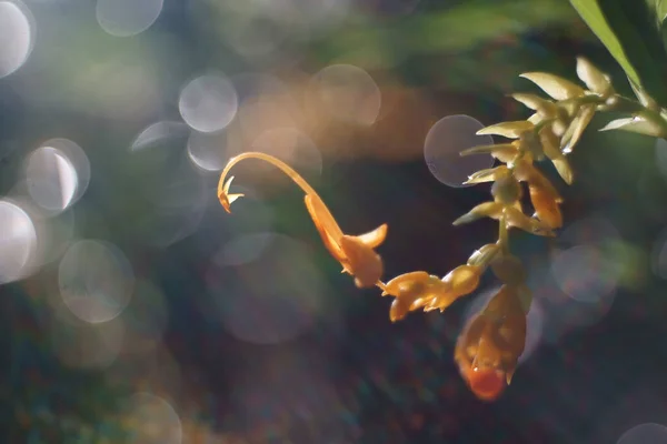 Globba Winitii Beautiful Yellow Flowers Nature — Stock fotografie