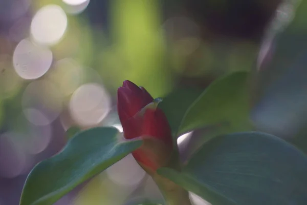 Cheilocostus Speciosus Beautiful Red Flowers Nature — Zdjęcie stockowe