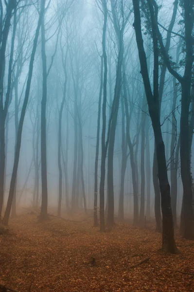 Foggy forest — Stock Photo, Image