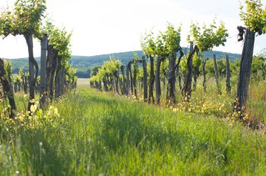 Gün batımında üzüm bağları
