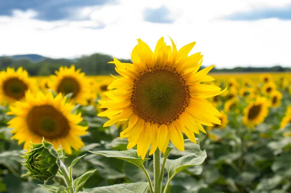 Field of blooming sunflowers on a background sunset — Stock Photo, Image