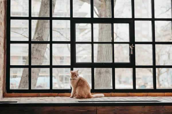Red Cat Wooden Window City — 图库照片