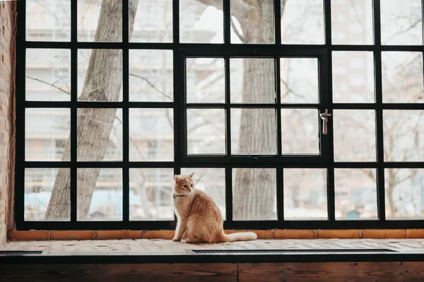 Rote Katze Einem Holzfenster Der Stadt lizenzfreie Stockbilder