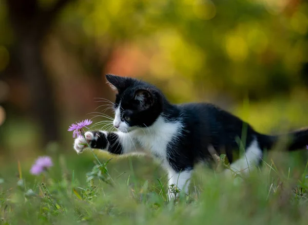 在花园里玩耍的小猫咪 — 图库照片