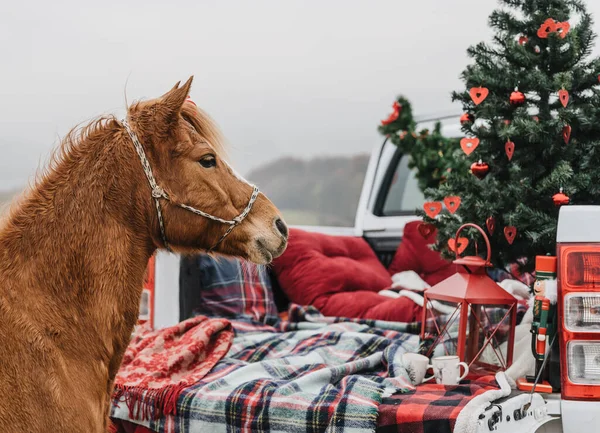 Weihnachtsdekoration Freien Mit Pickup Und Pferd Stockbild