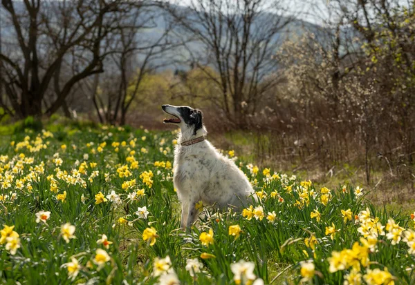 Russian Wolfhound Dog Sitting Daffodil Field — ストック写真