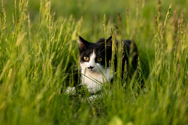 Black and white cat with mustache in big grass