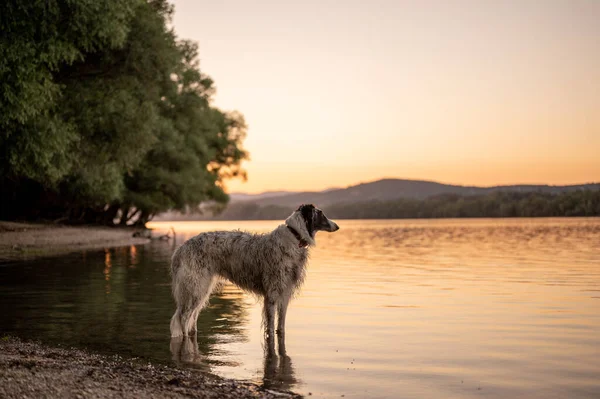 Russian Wolfhound Dog Enjoy River Summer Sunset — Fotografia de Stock