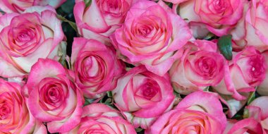 Güzel çiçeklerin arkaplanı. Panorama. Kapat..