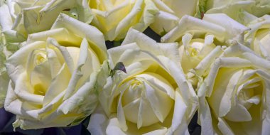 Güzel çiçeklerin arkaplanı. Panorama. Kapat..