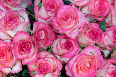 Güzel çiçeklerin arkaplanı. Kapat..    