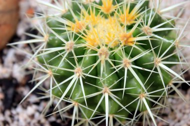 succulents yakın ve kişisel