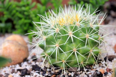 succulents yakın ve kişisel