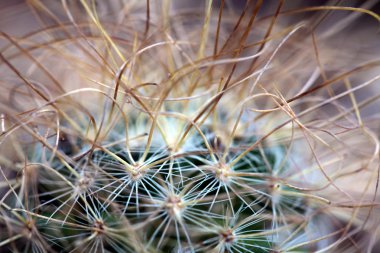 succulents yakın ve kişisel