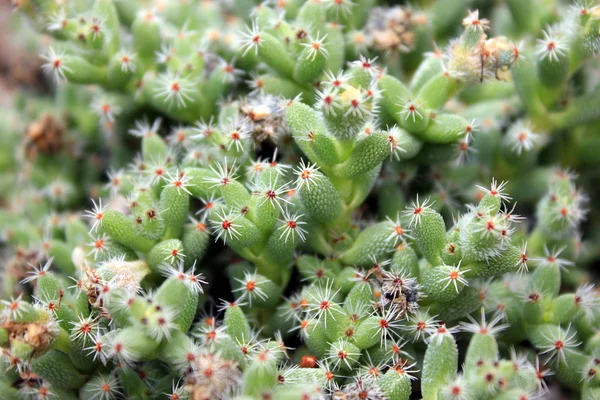 Succulents Close-Up and Personal Royalty Free Stock Images