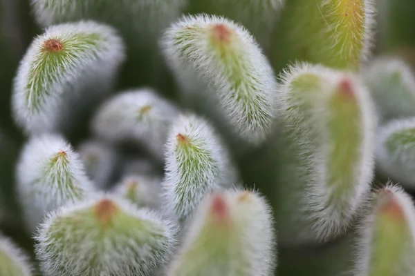 Succulents Close-Up and Personal Royalty Free Stock Photos