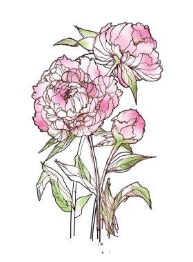 mürekkep çizim peonies