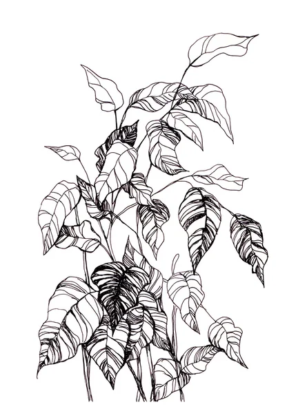 Ink drawing plant — Stock Photo, Image