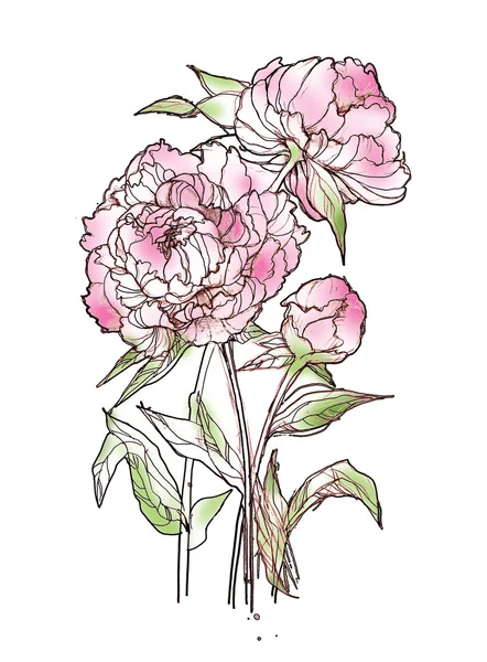 mürekkep çizim peonies