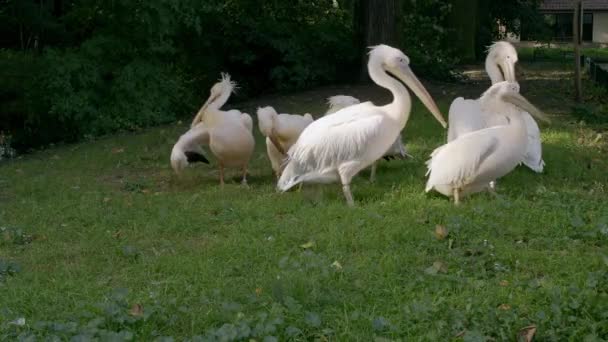 Pelicanos Escovando Suas Penas Gramado Verde Início Manhã — Vídeo de Stock