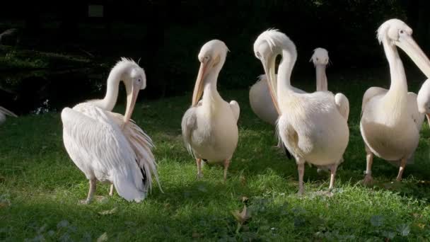 Pelikany Wypasane Zielonym Trawniku Wczesnym Rankiem — Wideo stockowe