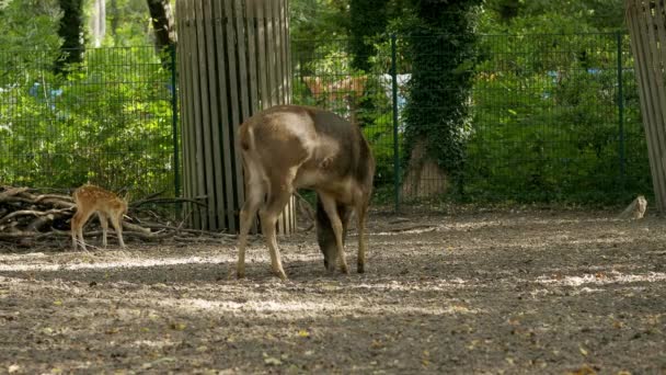 Deer Calf Grazing Lawn — Stock Video