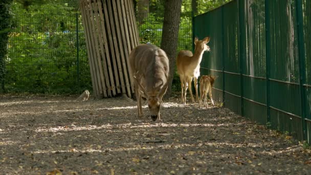 Deer Baby Deer Graze Lawn Early Morning — Stock Video