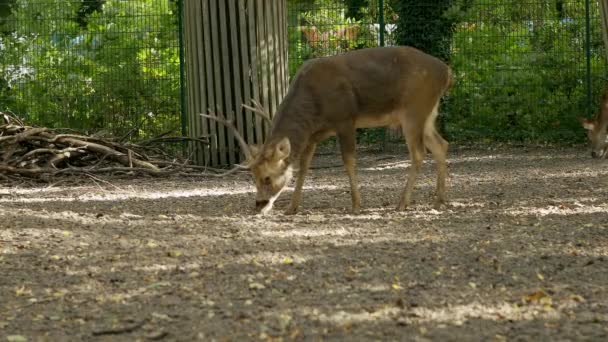 Deer Baby Deer Graze Lawn Early Morning — Stock Video