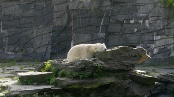 Urso Polar Deitou Para Descansar Sobre Rochas Início Manhã — Vídeo de Stock