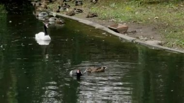 Gölette yüzen vahşi ördekler