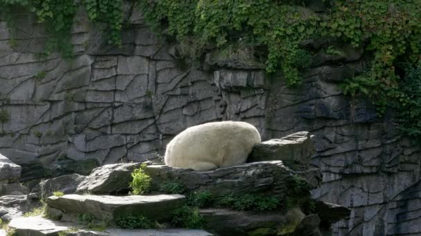 Der Eisbär Legte Sich Frühen Morgen Auf Die Felsen — Stockvideo