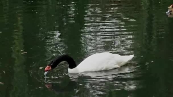 黑颈天鹅在池塘里游来游去寻食 — 图库视频影像