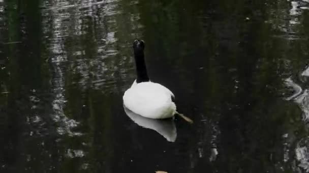 Черношейный Лебедь Плавает Пруду — стоковое видео