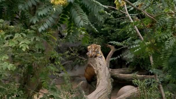 Indochinese Tiger Lying Tree Afternoon — Stock Video