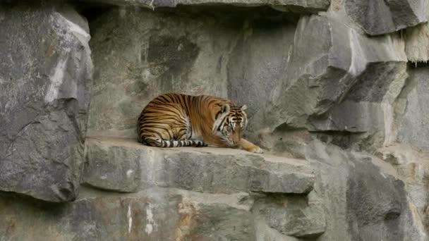 Tigre Acuesta Para Descansar Sobre Las Rocas — Vídeo de stock