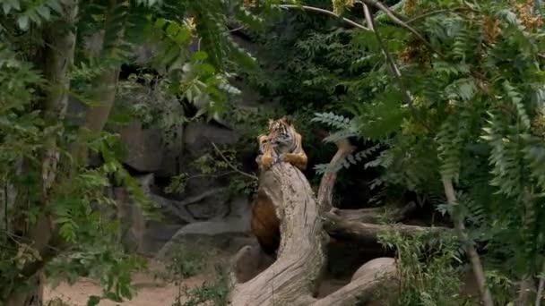 Indochinese Tiger Lying Tree Afternoon — Stock Video