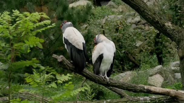 Dua Burung Bangkai Kerajaan Duduk Cabang Pohon Dan Melihat Lihat — Stok Video