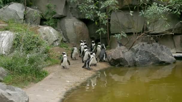 Sekawanan Penguin Afrika Menginjak Injak Air — Stok Video