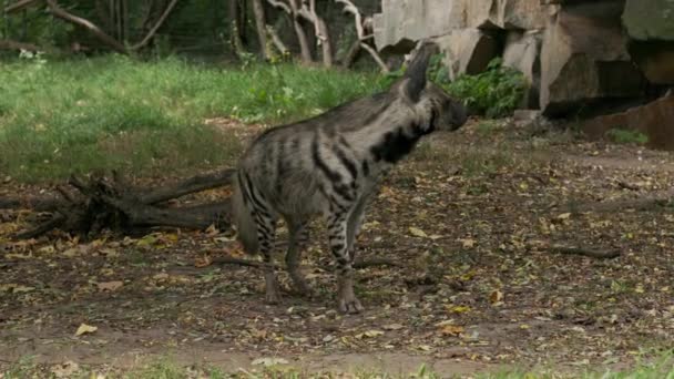 Proužkovaná Hyena Rozhlédne — Stock video
