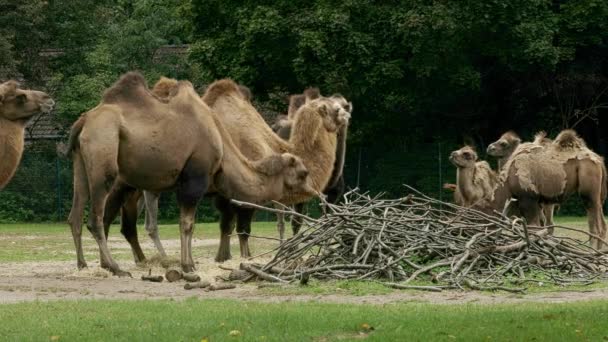 Καμήλες Βόσκουν Ξέφωτο Συννεφιασμένη Ημέρα — Αρχείο Βίντεο