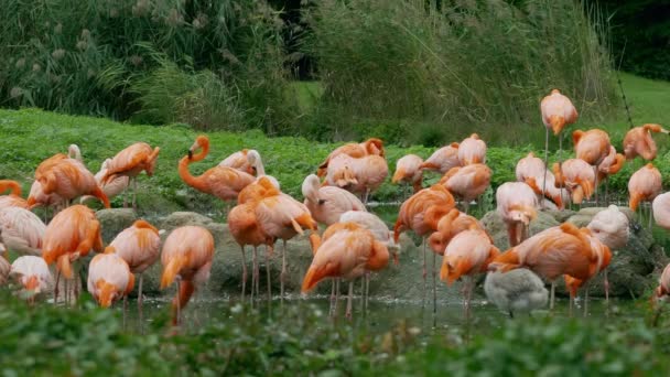 在阴天 池塘中央一群粉红的火烈鸟在刷毛 — 图库视频影像