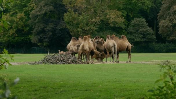 Camels Grazing Clearing Cloudy Day — Stock Video