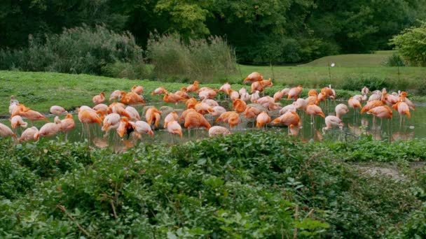 Flock Rosa Flamingos Mitt Dammen Som Borstar Sina Fjädrar Molnig — Stockvideo