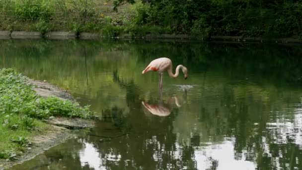 Roze Flamingo Krijgt Zijn Voedsel Staande Het Water — Stockvideo